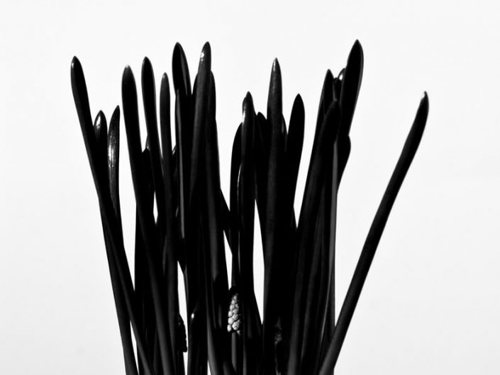 Curvas de la Naturaleza